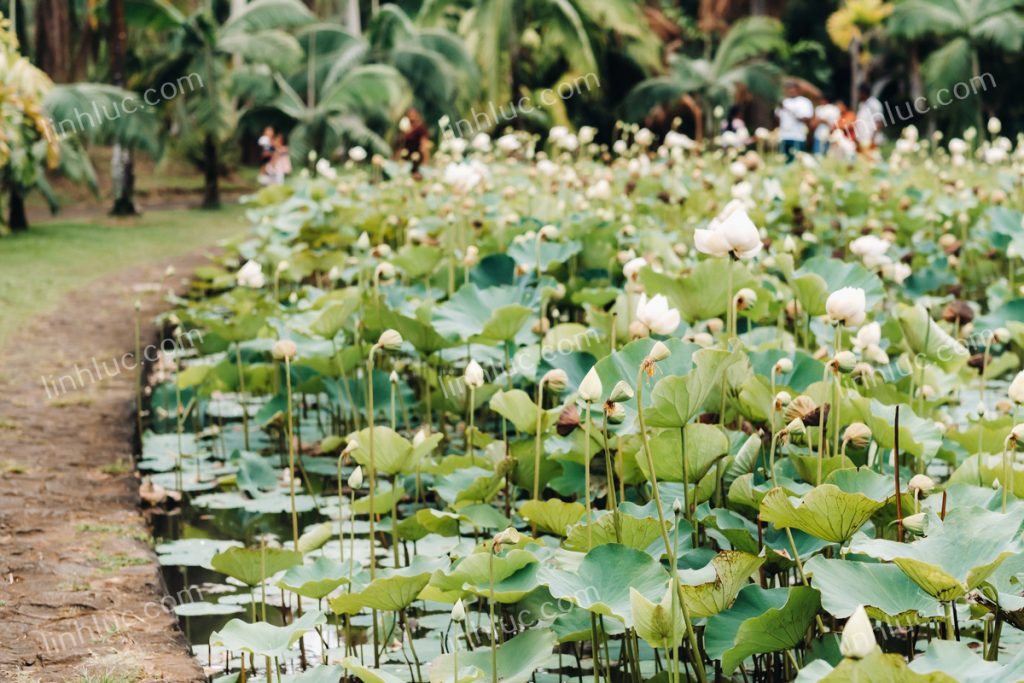 du lịch cái bè